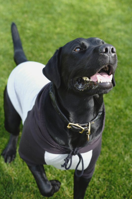DOG HOODIE - HEATHER GREY/BLACK
