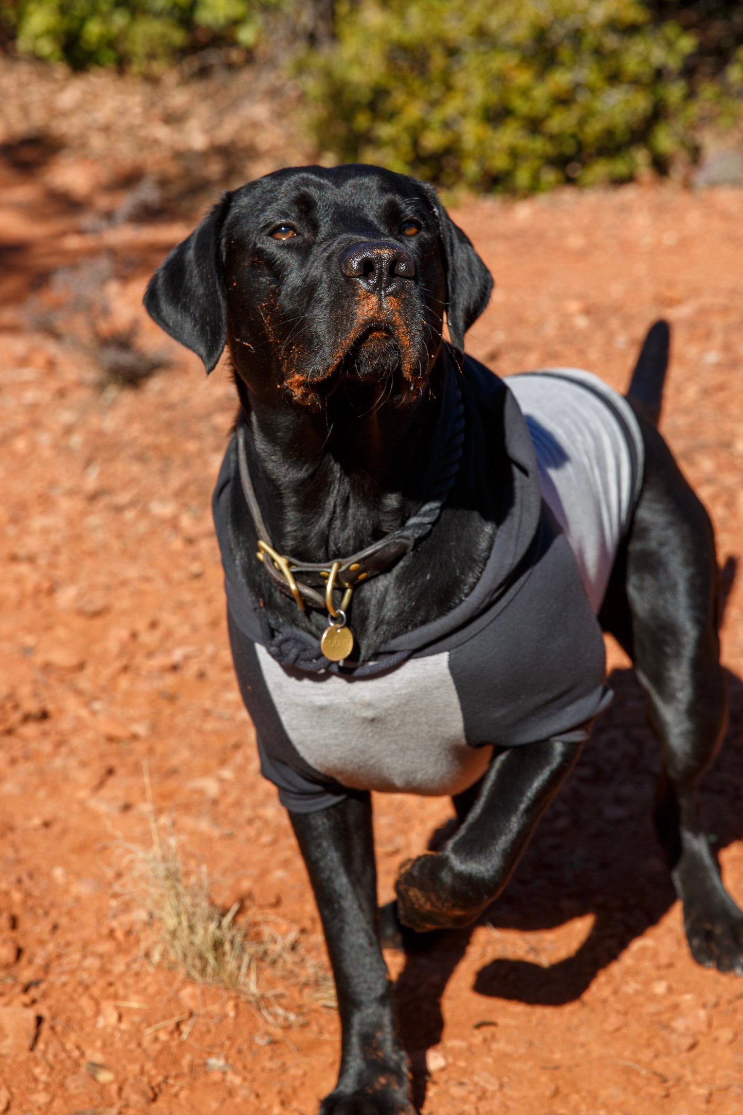 DOG HOODIE SOUTHPAW - HEATHER GREY/BLACK